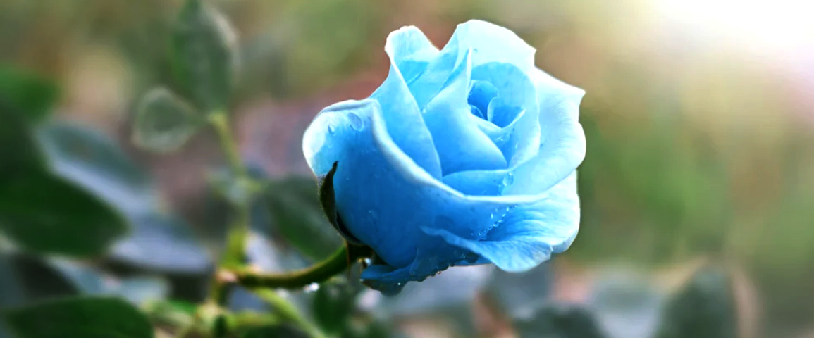 hp-slideshow-01